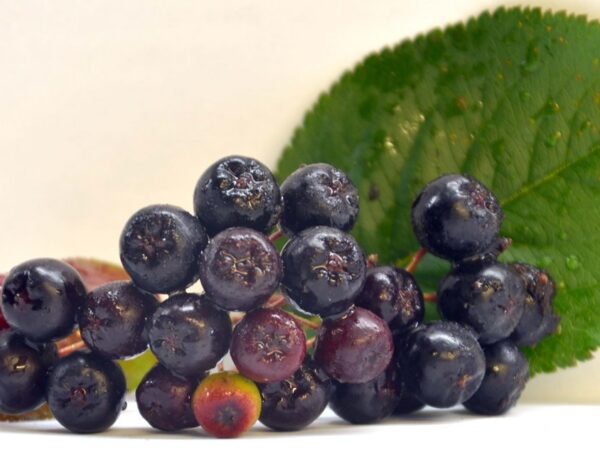 KOTTIS SUPERFOODS ΑΠΟΞΗΡΑΜΕΝΑ ΑΡΩΝΙΑ
