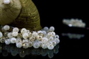 MEDITERRANEAN ESCARGOTS ΛΕΥΚΟ ΧΑΒΙΑΡΙ