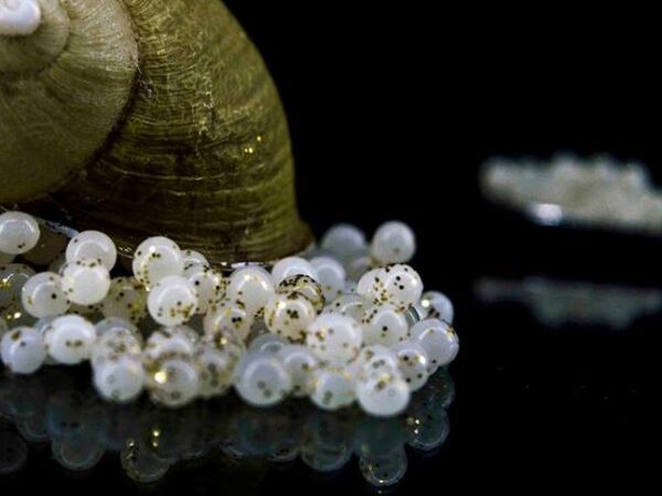 MEDITERRANEAN ESCARGOTS ΛΕΥΚΟ ΧΑΒΙΑΡΙ